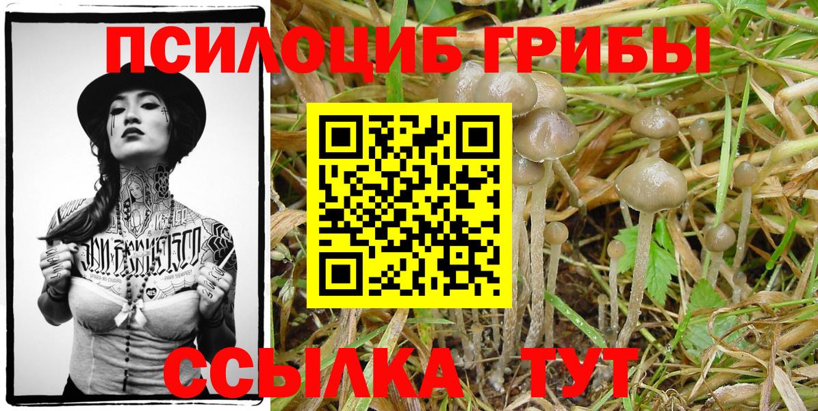 Галлюциногенные грибы Psilocybine cubensis  Вход с VPN  Нарткала  Галлюциногенные грибы Cubensis 
